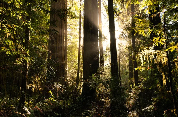 Peaceful forest scene with redwood trees backlit by setting sun — Stock Photo, Image