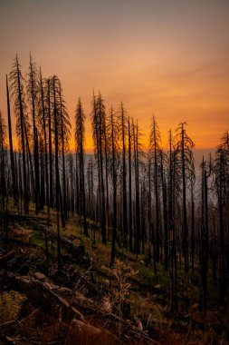 Yıkıcı yangından sonra Kaliforniya 'da yanan ağaçlar. 