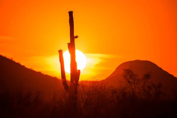 Saguaro kaktusza mögött ég a nap. — Stock Fotó