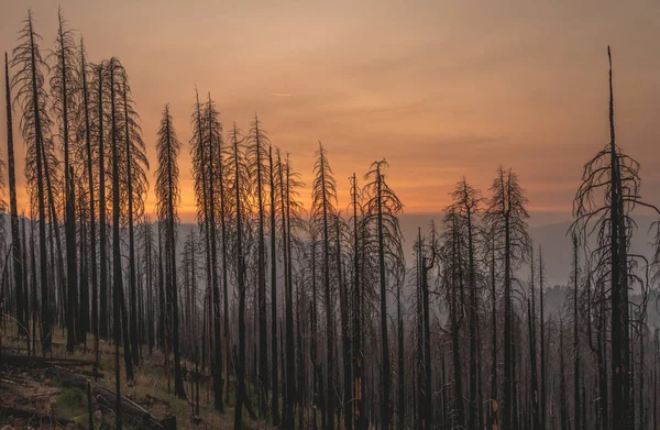 Verbrannte Bäume in Kalifornien nach verheerendem Waldbrand. — Stockfoto