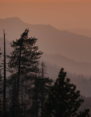 Kaliforniya 'daki orman yangınından yanmış ağaçlar