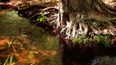 Temiz nehir ağaç kökleriyle akar.. 