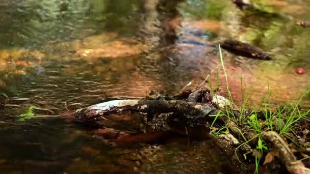 Schone rivier stroomt over takken en rotsen. Bomen reflecteren in water. — Stockvideo