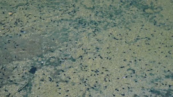 Hundreds of tadpoles swim in clear water — Stock Video