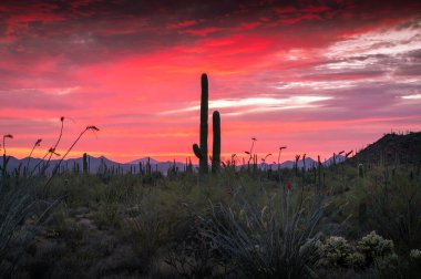 Arizona 'daki Saguaros ve çöl bitkilerinin üzerinde gün batımı.