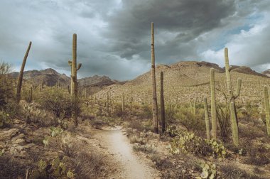Saguaros, Sabino Kanyonu, Tucson Arizona 'da yürüyüş parkurunda.