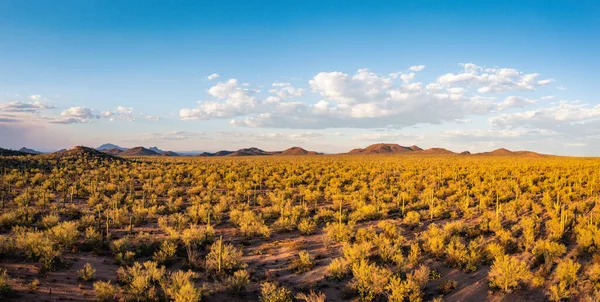 Panorama Aéreo da Floresta Saguaro sob a luz solar quente da tarde — Fotografia de Stock