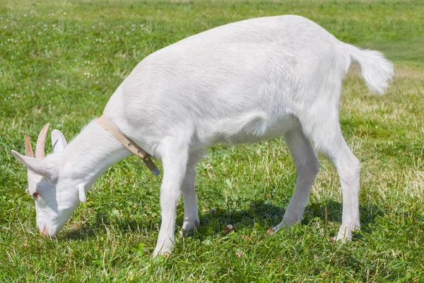 村里长着角的白山羊正在吃草 可爱的山羊 放牧的牛 夏天阳光灿烂的日子里的牧草 — 图库照片
