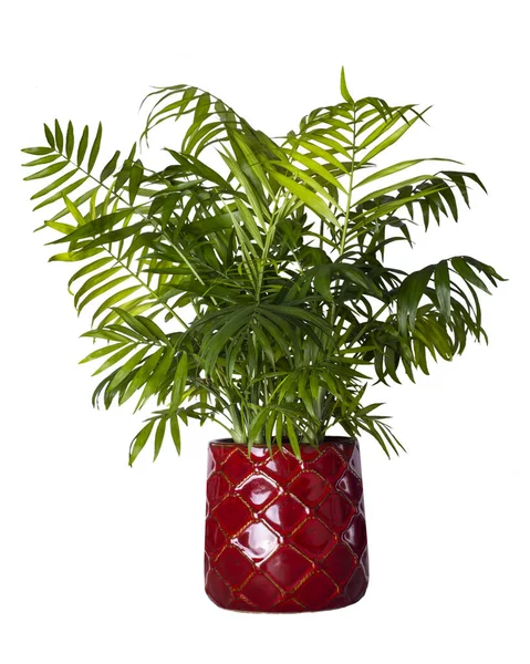 Chamaedorea palm tree in a flower pot on a white background. Indoor plant isolated on white background