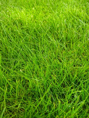 Doğal yeşil çimenler. Çimen dokusu ya da çimen arka planı. Yeşil çimen dokusu arkaplanı