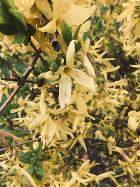 Forsythia nő a kertben a fák között — Stock Fotó