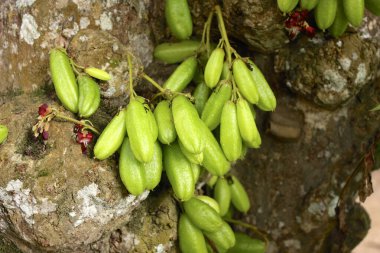Zanzibar Tanzanya 'nın baharat adası