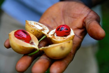 Zanzibar Tanzanya 'nın baharat adası