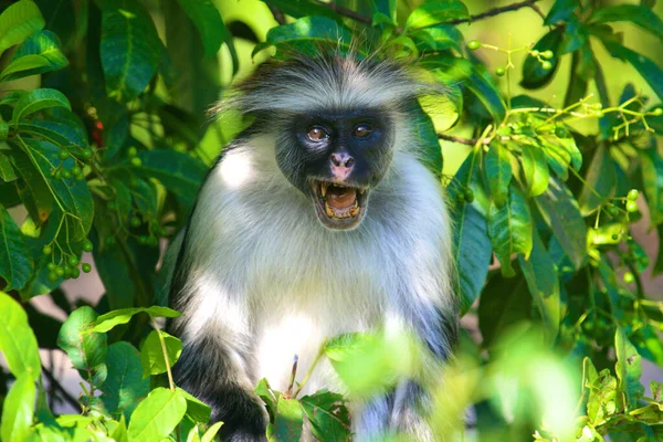 Macaco Vermelho Zanzibar Tanzania Singe Rouge Sur Ile Zanzibar Tanzanie — Fotografia de Stock