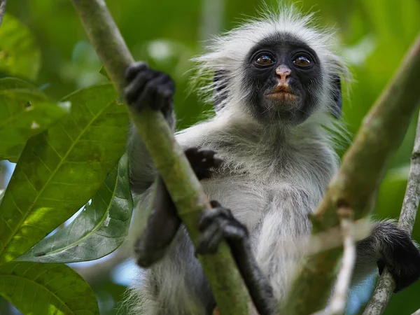 Macaco Colobus Vermelho Floresta Jozani — Fotografia de Stock
