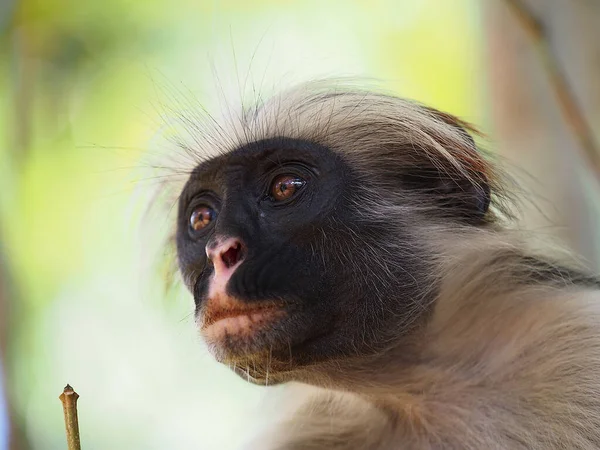 Macaco Colobus Vermelho Floresta Jozani — Fotografia de Stock