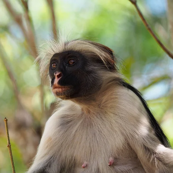 Macaco Colobus Vermelho Floresta Jozani — Fotografia de Stock