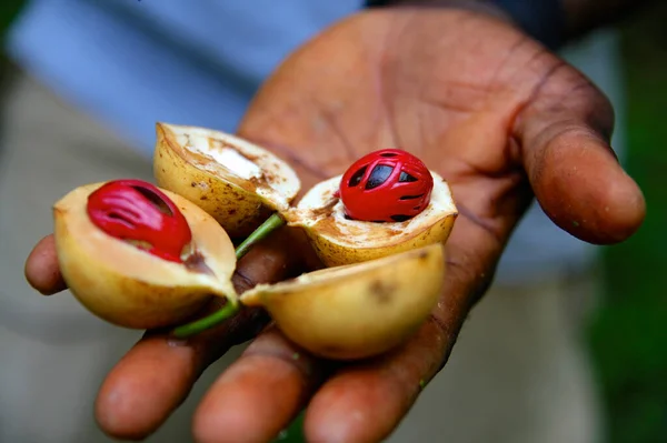 Zanzibar Tanzanya 'nın baharat adası