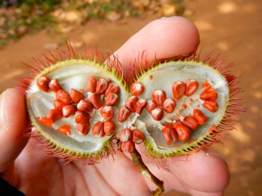 Zanzibar Tanzanya 'nın baharat adası