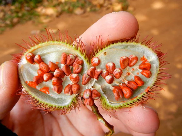 Zanzibar Tanzanya 'nın baharat adası