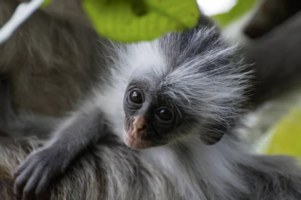 Zanzíbar Isla Especias Tanzania — Foto de Stock