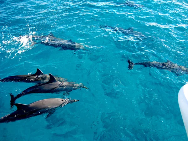 Zanzíbar Isla Especias Tanzania — Foto de Stock