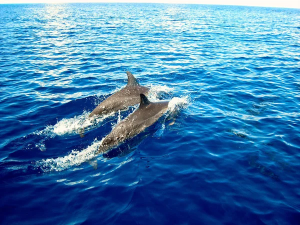 Zanzibar Spice Island Tanzania — Stock Photo, Image