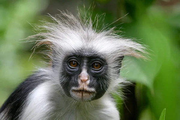 Zanzíbar Isla Especias Tanzania —  Fotos de Stock