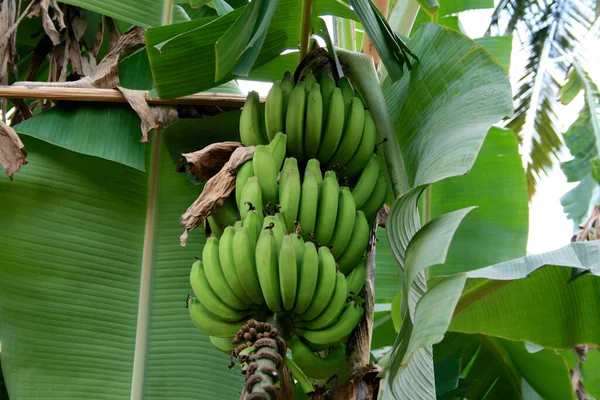 Zanzibar Kryddön Tanzania — Stockfoto