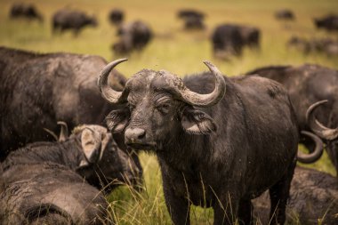 Serengeti Ulusal Parkı 'ndaki kuru doğa ortamında bizonlar.