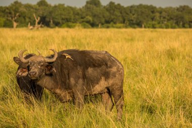 Serengeti Ulusal Parkı 'ndaki kuru doğa ortamında bizonlar.