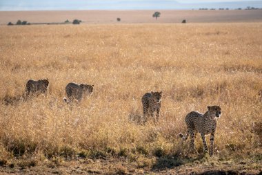 Masai Mara 'da Çita Ulusal rezervi