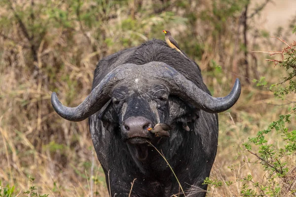 Buffalo Dans Habitat Naturel Sec Parc National Serengeti — Photo