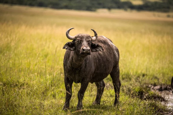 Buffalo Hábitat Naturaleza Seca Parque Nacional Del Serengeti — Foto de Stock