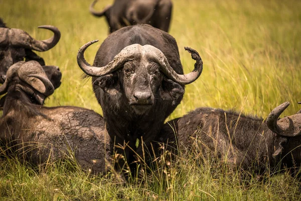 Buvoli Suchém Přírodním Prostředí Národním Parku Serengeti — Stock fotografie