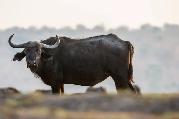 Buffalo Hábitat Naturaleza Seca Parque Nacional Del Serengeti — Foto de Stock