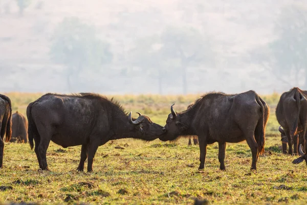 Buffalo Hábitat Naturaleza Seca Parque Nacional Del Serengeti — Foto de Stock