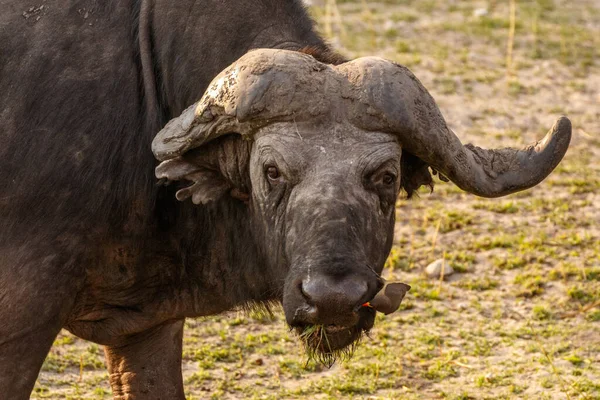 Serengeti Ulusal Parkı Ndaki Kuru Doğa Ortamında Bizonlar — Stok fotoğraf