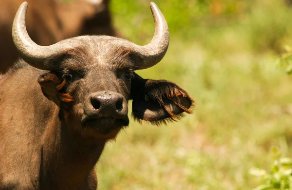 Buffalo Hábitat Naturaleza Seca Parque Nacional Del Serengeti — Foto de Stock