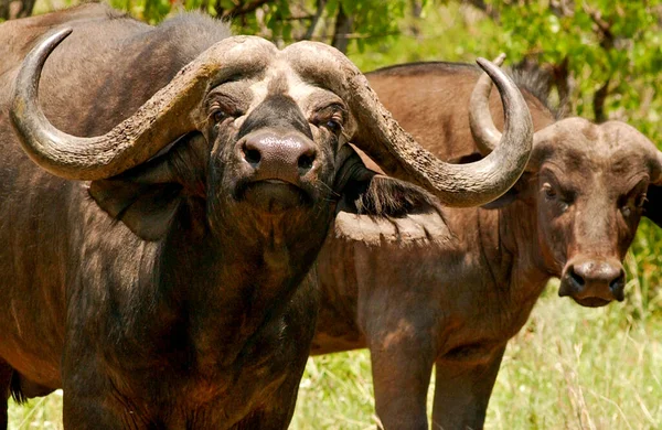 Buffalo Hábitat Naturaleza Seca Parque Nacional Del Serengeti —  Fotos de Stock