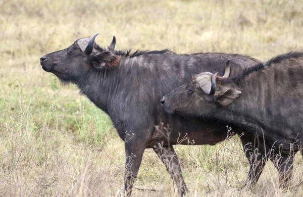 Buffalo Droge Natuur Habitat Serengeti National Park — Stockfoto