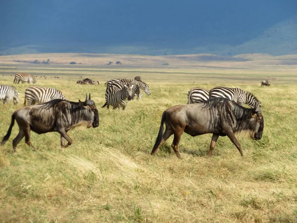 Büffel Der Trockenen Natur Serengeti Nationalpark — Stockfoto
