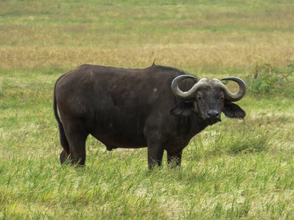 Buffalo Hábitat Naturaleza Seca Parque Nacional Del Serengeti — Foto de Stock