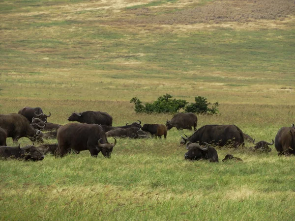 Serengeti Ulusal Parkı Ndaki Kuru Doğa Ortamında Bizonlar — Stok fotoğraf