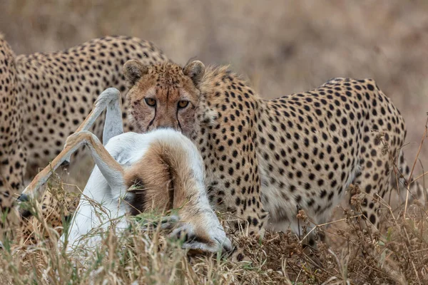 Gepárd Masai Mara Nemzeti Tartalékban — Stock Fotó