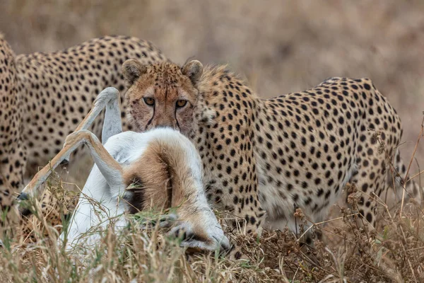 Masai Mara国家保护区的猎豹 — 图库照片