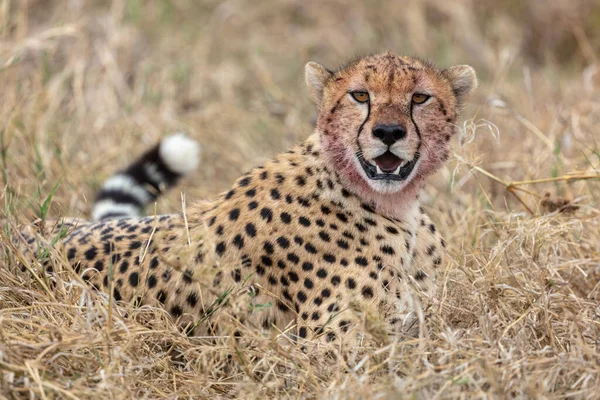 Cheeta Nationaal Reservaat Masai Mara — Stockfoto