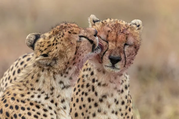 Guepardo Reserva Nacional Masai Mara — Foto de Stock