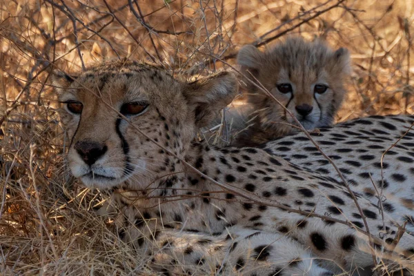 Ghepardo Nella Riserva Nazionale Masai Mara — Foto Stock