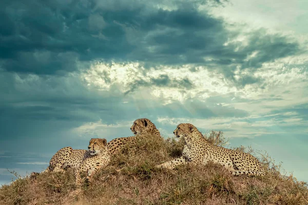 Masai Mara国家保护区的猎豹 — 图库照片